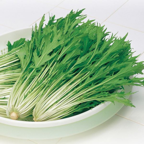 画像4: ミズナ 早生水天（2㎗） (4)