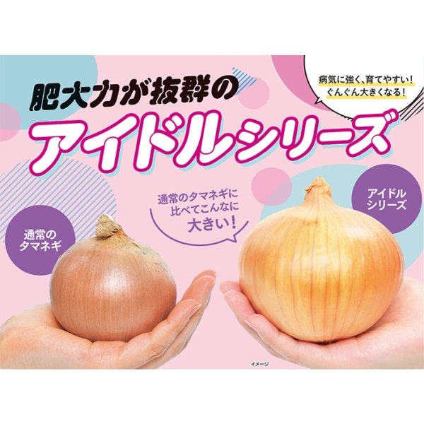 画像6: タマネギ アイドルじゅんこ（実咲絵袋） (6)