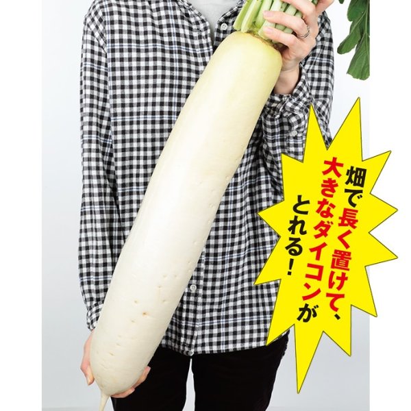 画像5: ダイコン 秋相撲（8000粒） (5)