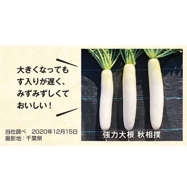 画像4: ダイコン 秋相撲（8000粒） (4)