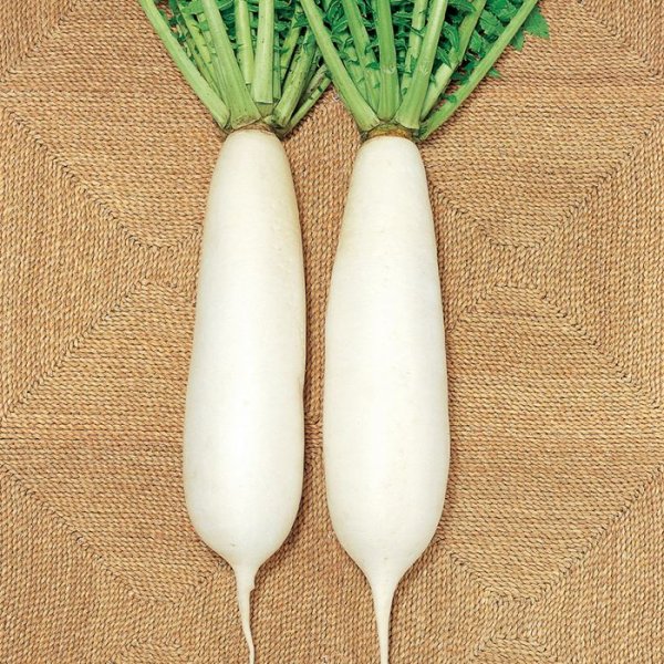 画像2: ダイコン 竜神三浦2号）（2㎗） (2)