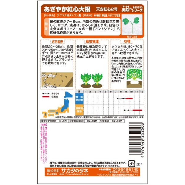 画像3: 紅心ダイコン 天安紅心2号（20ml） (3)