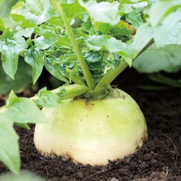 画像4: 紅心ダイコン 天安紅心2号（20ml） (4)