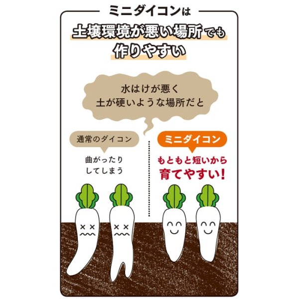 画像6: 紅心ダイコン 天安紅心2号（20ml） (6)