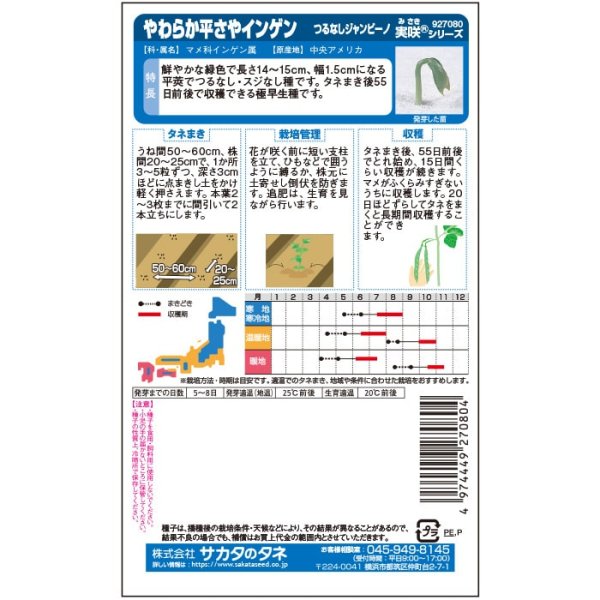 画像3: つるなしインゲン ジャンビーノ（実咲絵袋） (3)