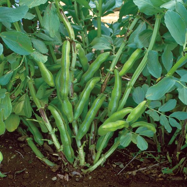 画像3: ソラマメ 打越一寸（1㎗） (3)