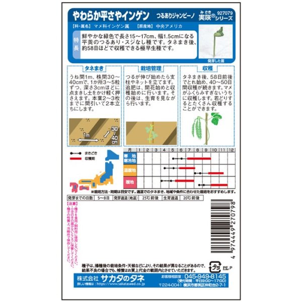 画像3: つるありインゲン ジャンビーノ（1ℓ） (3)