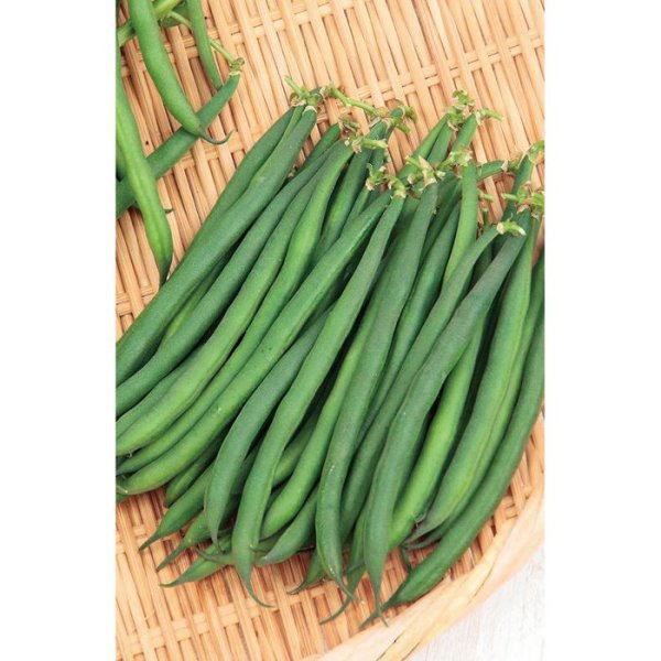 画像4: つるなしインゲン れんたろう（実咲絵袋） (4)