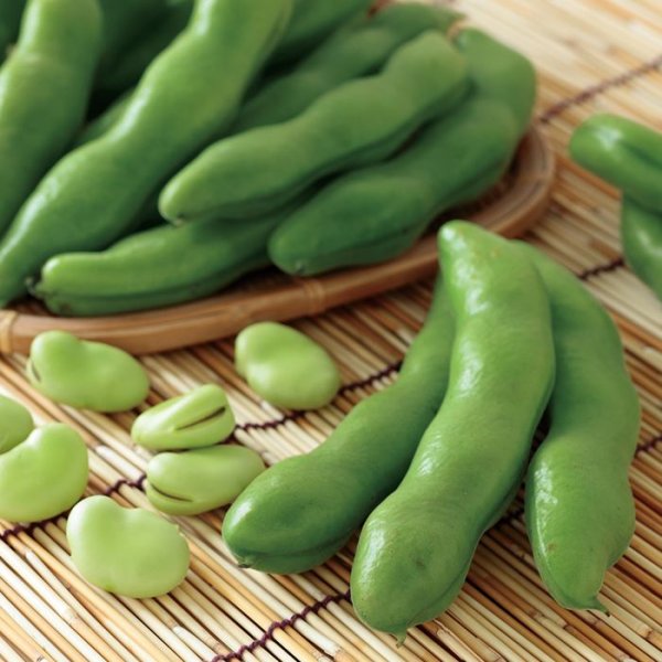 画像2: ソラマメ 打越一寸（1㎗） (2)