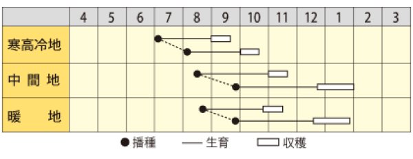 画像2: ダイコン　YR健雄（けんゆう）　（コート種子5000粒） (2)