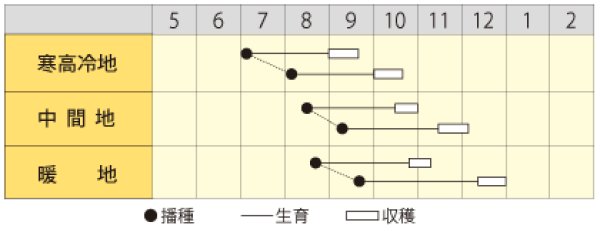 画像2: ダイコン　YR夏ぞなえ　（8000粒） (2)