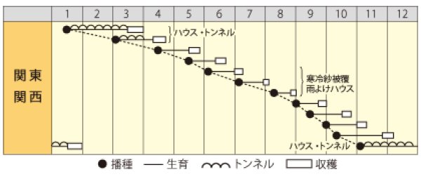 画像2: 葉ダイコン　紅葉王（べにはおう）　（2㎗） (2)