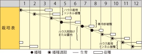 画像2: ハツカダイコン　オーブレッド　小袋（270粒） (2)