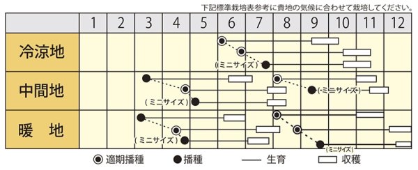 画像2: ニンジン　レッドハーモニー　小袋（230粒） (2)