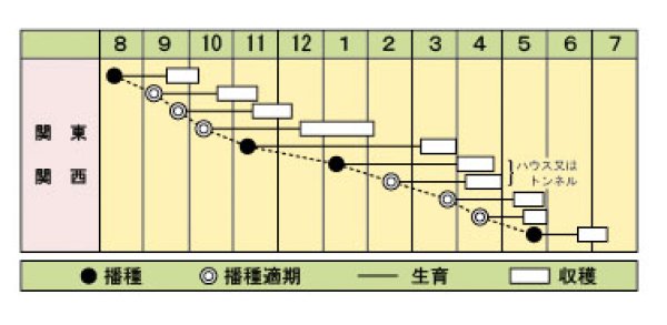 画像2: カブ　CR味くらべ　（20ml） (2)