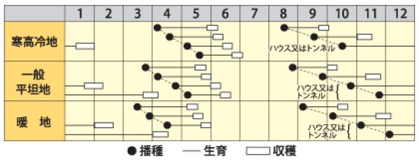 画像2: カブ　サラダ紅かぶ　小袋（1.8ml） (2)