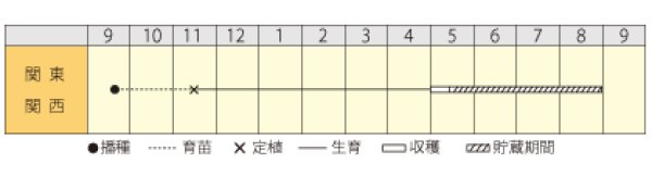 画像2: タマネギ　早生そだち　（20ml） (2)