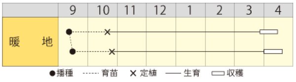 画像2: タマネギ　極早生育ちFA　小袋（2ml） (2)