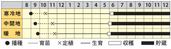 画像2: タマネギ　京そだち　（20ml） (2)