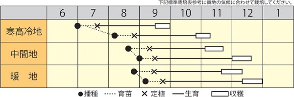 画像2: すて黄75（MHX-713）　（コート種子5000粒） (2)
