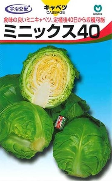 画像1: キャベツ　ミニックス40　小袋（100粒） (1)