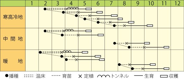 画像2: キャベツ　ミニックス40　（コート種子5000粒） (2)