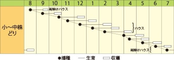 画像2: ミズナ　サラダ水菜（小袋　6ml） (2)