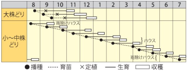 画像2: ミブナ　京びいき　（2㎗） (2)