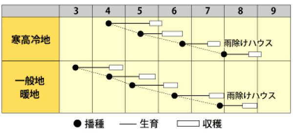 画像2: ホウレンソウ　夏用味サラダほうれんそう（小袋　780粒） (2)