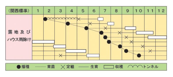 画像2: 葉ネギ　スーパー京香　（2㎗） (2)