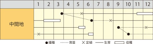 画像2: ネギ　一閃（いっせん）　（コート種子　5000粒） (2)