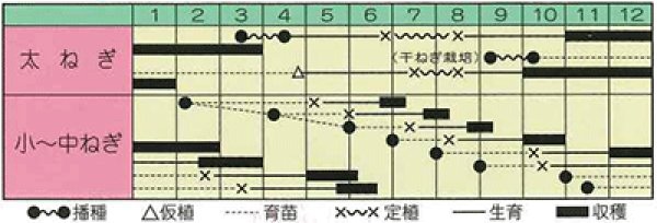 画像2: 葉ネギ　浅黄系九条　（小袋　12ml） (2)