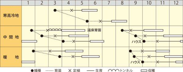 画像2: レタス　ステムレタス（セルタス）（小袋　2ml） (2)