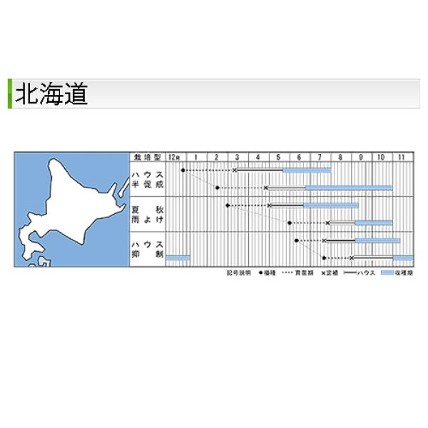 画像3: 大玉トマト・桃太郎サニー（50粒） (3)