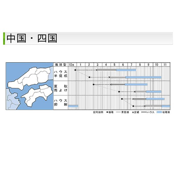 画像8: 大玉トマト・桃太郎サニー（50粒） (8)