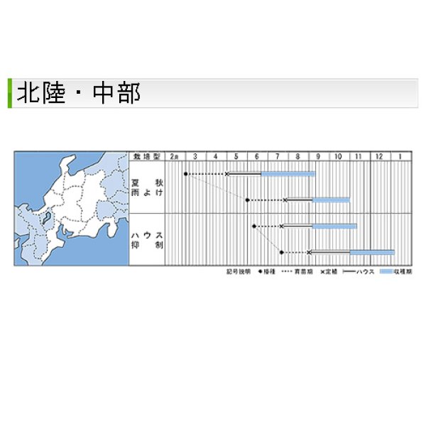 画像6: 大玉トマト・桃太郎ギフト（50粒） (6)