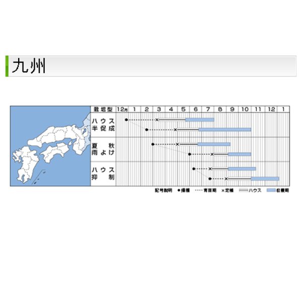 画像9: 大玉トマト・桃太郎ワンダー（1000粒） (9)
