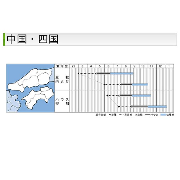 画像8: 大玉トマト・桃太郎ギフト（50粒） (8)