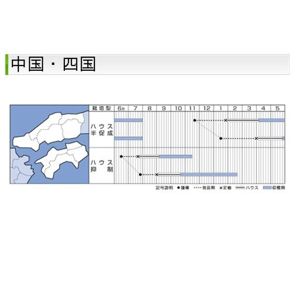 画像7: トマト・CF桃太郎ヨーク（1000粒） (7)