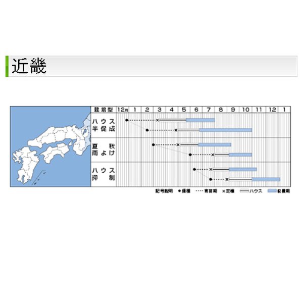 画像7: 大玉トマト・桃太郎ワンダー（1000粒） (7)