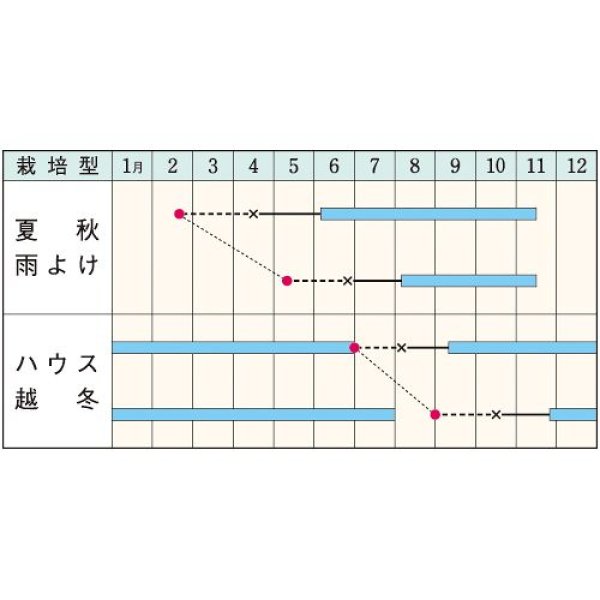 画像2: ミニトマト・CF千果（1000粒） (2)