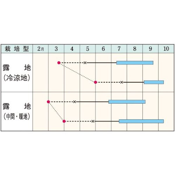 画像2:  大玉トマト・強力米寿（1000粒） (2)