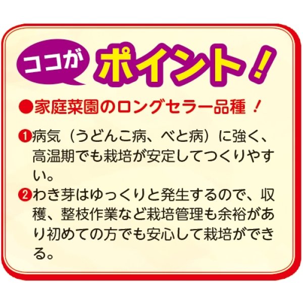 画像3: キュウリ・夏すずみ（DF　15粒） (3)