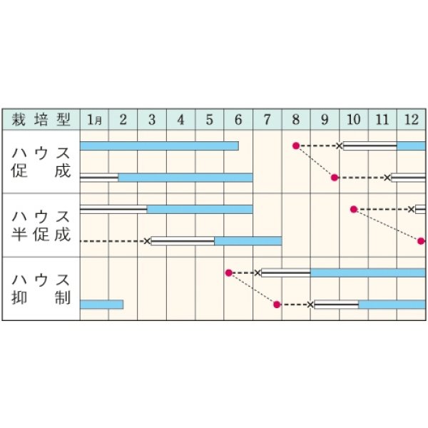 画像2: トマト・ハウス桃太郎（DF　27粒） (2)