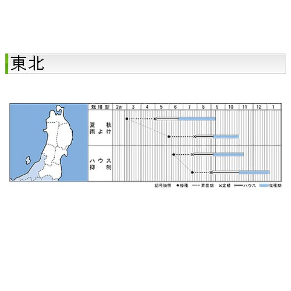 画像4: 大玉トマト・桃太郎ギフト（50粒） (4)