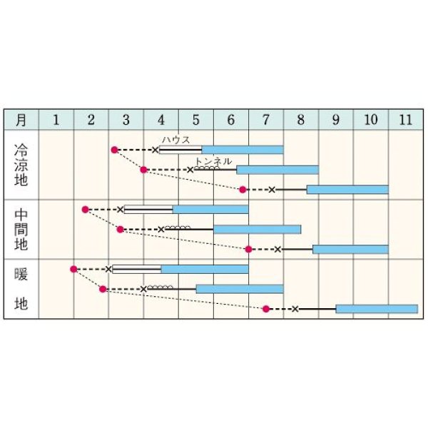画像2: キュウリ・つや太郎（DF　15粒） (2)