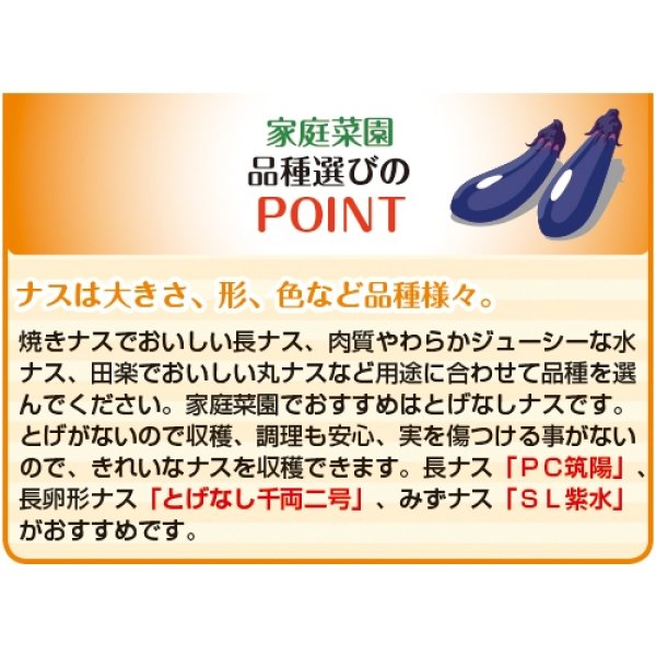 画像6: 長卵形ナス・とげなし千両二号（1000粒） (6)