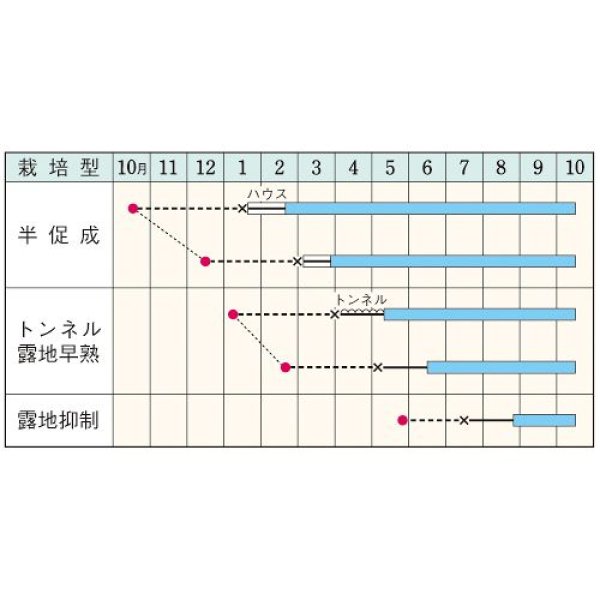 画像2: ナス・みず茄（2000粒） (2)