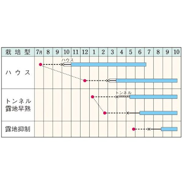 画像2: ナス・SL紫水（DF　35粒） (2)