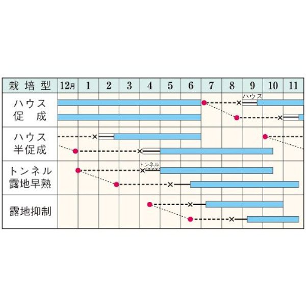 画像2: 長卵形ナス・PC鶴丸（1000粒） (2)